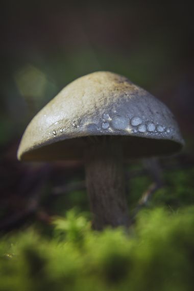 antoniocmfotografia en Hamelin: Observación  (La Zubia), #seta #setas #setasdeespaña #hongo #hongos #mushroom #mushrooms #mushroomsphotos #mushroomsphotogr...