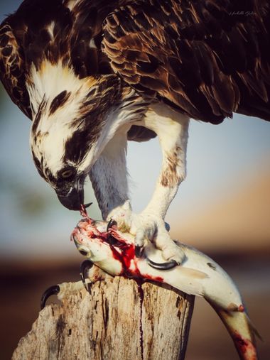 choyero40 en Hamelin: Fauna  (Comondú), Pandion haliaetus (Linnaeus, 1758), #aguilapescadora #fishingeagles #naturephotography #natureconservancy #naturale...