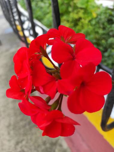Zaynab en Hamelin: Flora  (Bogotá, D.C.), Rojo intenso