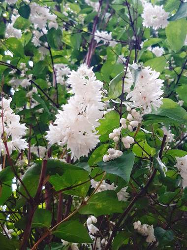 Mpinfante en Hamelin: Flora, Deutzia scabra, .