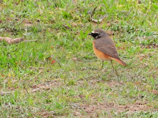 Georginaag en Hamelin: Fauna  (Castelló d'Empúries), Phoenicurus phoenicurus (Linnaeus, 1758), #colirrojoreal #fauna #birds 