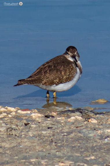 Breogán654 en Hamelin: Fauna  (Calp), Actitis hypoleucos (Linnaeus, 1758), Andarríos chico #aves