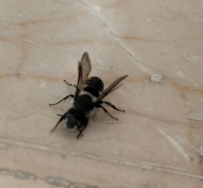 Solerantonio2 en Hamelin: Fauna  (Almería), Insecto