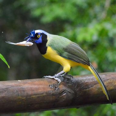 Monika_8303 en Hamelin: Fauna  (Cartagena), Cyanocorax yncas (Boddaert, 1783)