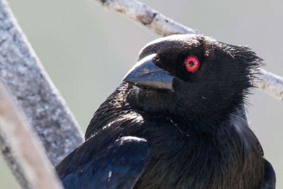 Adrián Garay  en Hamelin: Fauna, Tordo ojos rojo.

#naturaleza 
#aves 
#natgeoyourshot 
#natura 
#birds 
#fotografíadenaturaleza
