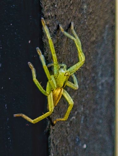 Yeyonazgul en Hamelin: Observación  (Calle Gerena), Micrommata virescens (Clerck, 1757)