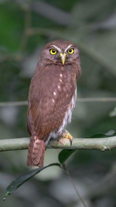 Sergioandrescuellar16 en Hamelin: Fauna  (Florencia), Glaucidium brasilianum (J.F.Gmelin, 1788), #bird #birdsofcolombia #birding #hamelin #birdsphotography...