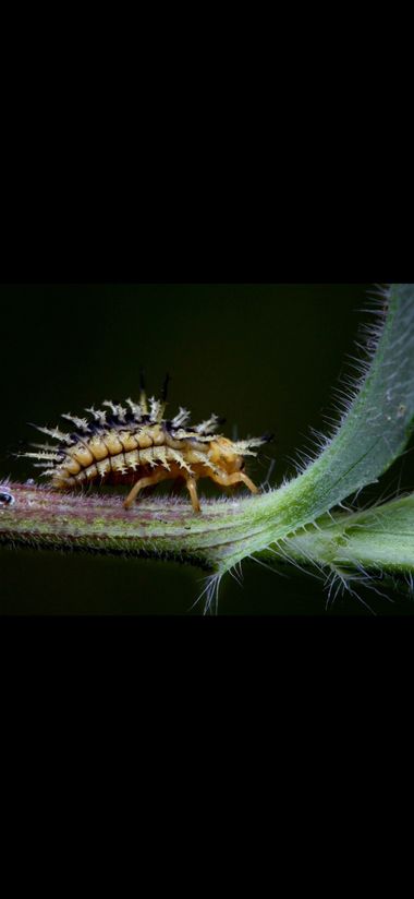 Aymbfotografia en Hamelin: Observación, Insecto