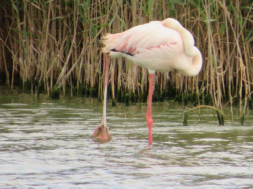 Solerantonio2 en Hamelin: Fauna  (Níjar), Phoenicopterus roseus Pallas, 1811, Flamenco rosado