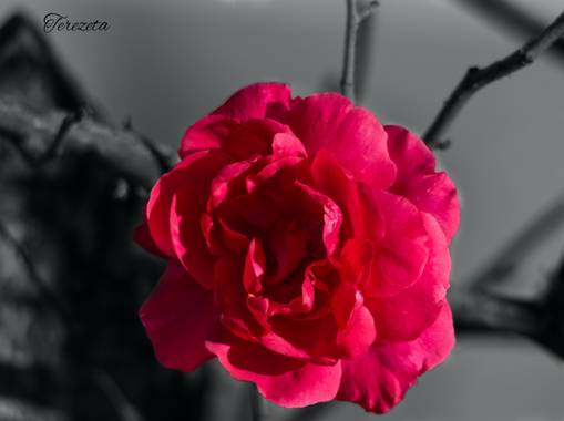 teresazarauza en Hamelin: Flora  (Pontevedra), Una rosa rosa #otoño2020