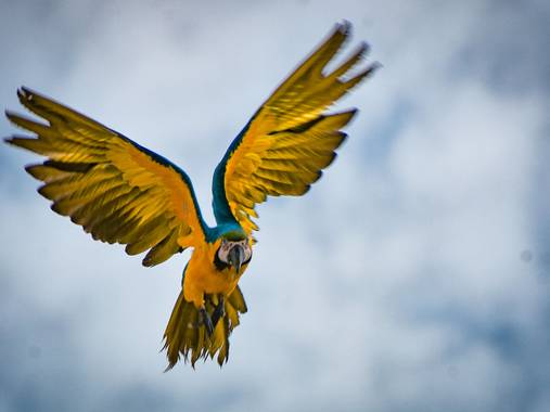 José Viana en Hamelin: Fauna  (Caracas), #ave #guacamaya #avetropical #coloryvida #vuelo 
