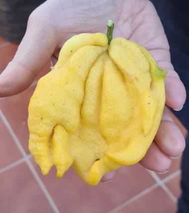 Lauratduch en Hamelin: Flora  (El Vendrell), Citrus medica, Limon especial#fotomovil#el vendrell
