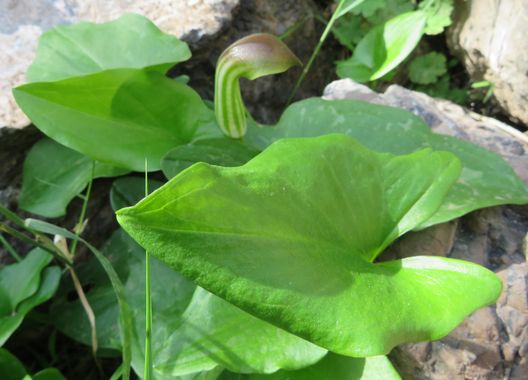 Solerantonio2 en Hamelin: Flora  (Vícar), Arisarum vulgare, Planta