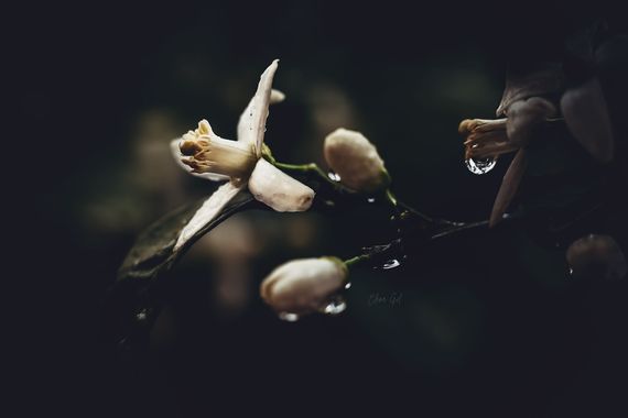 Elenagil.ph en Hamelin: Flora, Citrus × aurantium, #naranjo #flor #flordelnaranjo #macro #naranjosenflor #naturaleza 