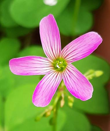 M.joseagudo67 en Hamelin: Flora  (Gandia), Oxalis debilis, Ya llegó la primavera a mi patio!!
@m_joseagudo67 
#flora21 