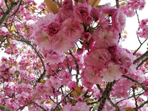 Marcos Valero Espinal  en Hamelin: Flora  (Navarra), Prunus serrulata