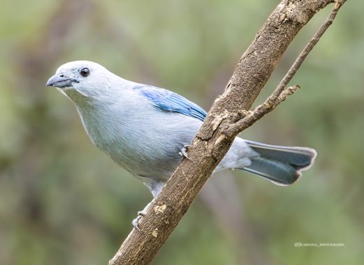 juanandrescardona01 en Hamelin: Fauna  (El Retiro), Thraupis episcopus (Linnaeus, 1766), Azulejo, fotografiado el 30 de abril en El Retiro, Antioquia, Colo...