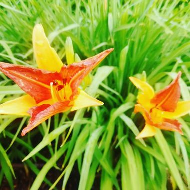 EduGlezPalomar en Hamelin: Flora, Hemerocallis fulva, #flora #flor 