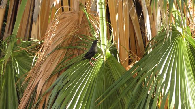 Solerantonio2 en Hamelin: Fauna  (Almería), Sturnus unicolor Temminck, 1820, Estornino negro