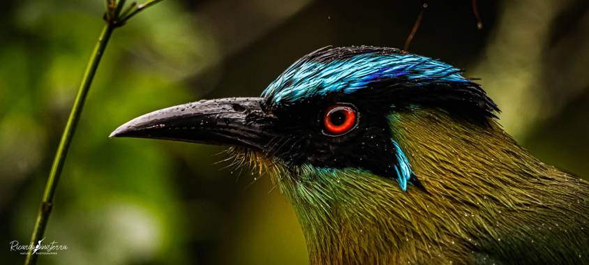 sinisterra2009 en Hamelin: Fauna  (Cali), Momotus aequatorialis Gould, 1858, Barranquero 
(Momotus aequatorialis)
Colombia Valle del Cauca 
#Aves21 