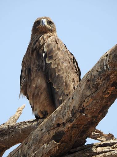 olaya96fg en Hamelin: Fauna  (Kajiado), #Aves21