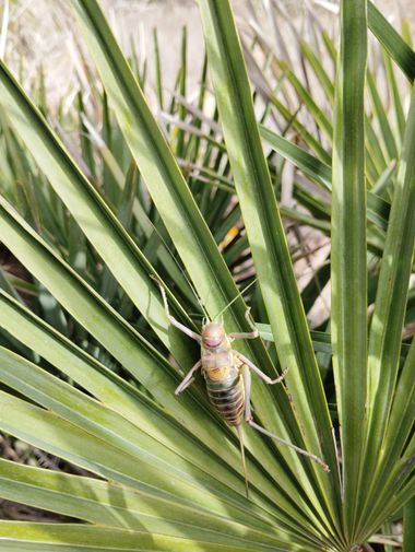 Solerantonio2 en Hamelin: Fauna  (Níjar), Saltamontes