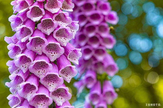 Ignoto en Hamelin: Flora  (Milán), Digitalis micrantha x Digitalis purpurea