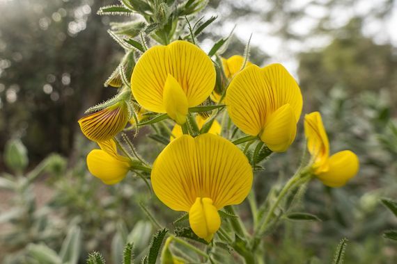 Peremateo en Hamelin: Flora, Ononis natrix, #flower