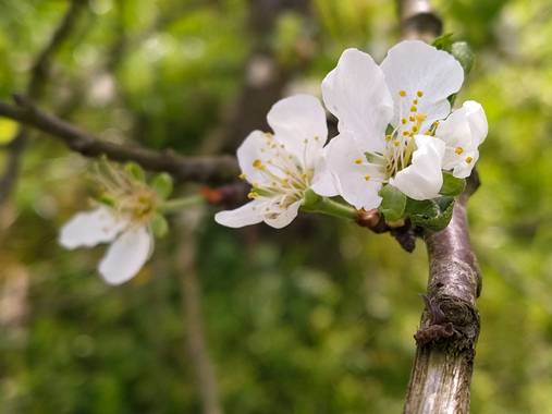Eritz.cortazar en Hamelin: Flora  (Bilbao), Prunus mume Koehne, Ume,albaricoque japonés o ciruela china🌺

#prunus #prunusmume #mume #planta #plant #plantp...