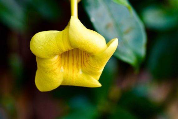 Juanatlantida82 en Hamelin: Flora, Allamanda cathartica, Flores