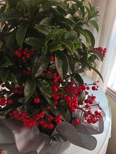 fernandezboix en Hamelin: Flora, Ardisia crenata