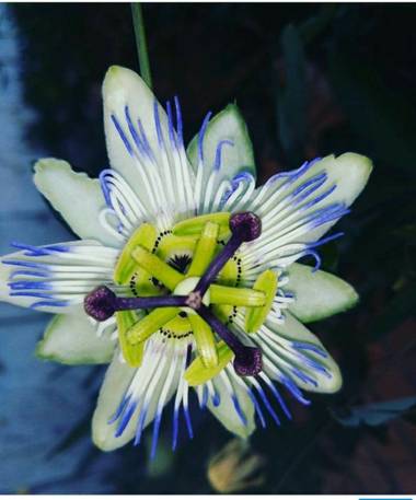 Nohokai.sk en Hamelin: Flora  (Madrid), Passiflora caerulea, Flor
