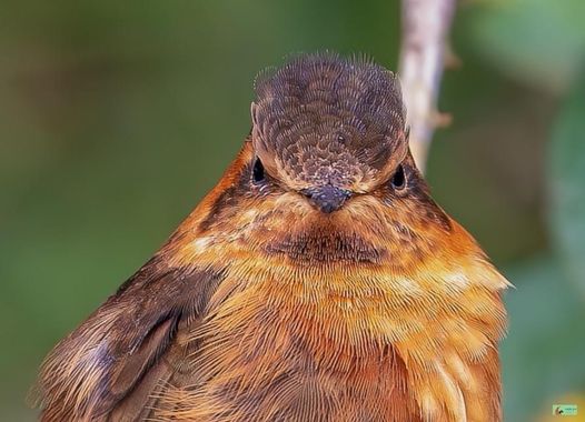 Pabloalbertopaez en Hamelin: Fauna  (Papallacta)