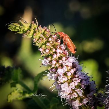PEROMA_PHOTO en Hamelin: Fauna  (Vélez-Málaga), #insectos 