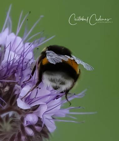 Cristobal.cadenas en Hamelin: Flora  (Mollet del Vallès), Phacelia tanacetifolia, #flora21 
#floralphotography 
#macro_love 