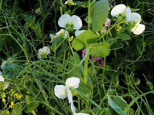Mariachiblue en Hamelin: Flora, Pisum sativum, Flor de campo