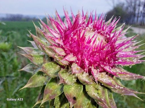 Antoniobarrozoh en Hamelin: Flora, Carduus nutans