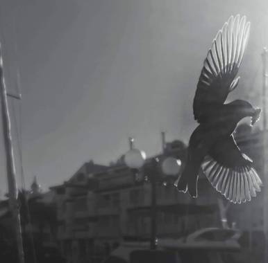 jessicajimenezramirez en Hamelin: Fauna  (Spain), Passer domesticus (Linnaeus, 1758), En pleno vuelo!! 
