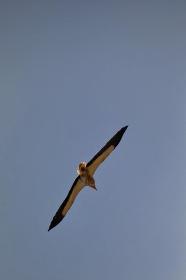 mariale en Hamelin: Fauna, Neophron percnopterus (Linnaeus, 1758), 📸 #marialemdza
martes, 02/08/2022 
#Naturaleza #BellezaNatural #rapaces #rapaz #alimoc...