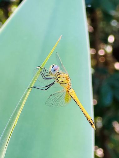su en Hamelin: Fauna  (Calle Guadalquivir), #insectos #libelula 