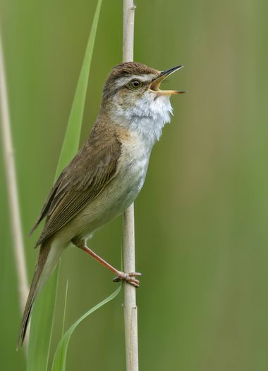 Ignicapillus en Hamelin: Fauna  (Ararat), Acrocephalus agricola (Jerdon, 1845), Carricero agrícola

En Europa, esta especie solo se le encuentra en Bulgari...