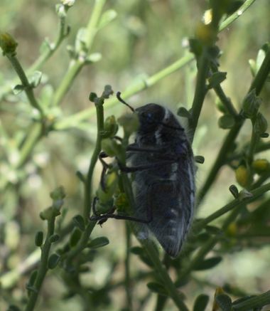 Solerantonio2 en Hamelin: Fauna  (Níjar), Insecto