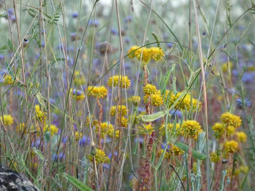 mariale en Hamelin: Flora, 📸 #marialemdza
Provincia de Zamora, primavera 2021.
#Naturaleza #flores #floressilvestres #BellezaNatural  #Naturaleza #Parque...