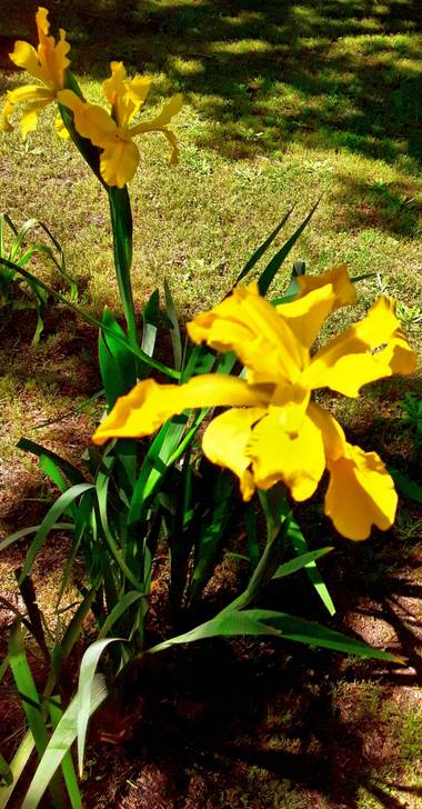 Gabriela Analía Russo en Hamelin: Flora, Iris pseudacorus, #parquesyjardines  #pueblo Mechongué, Plaza Independencia 