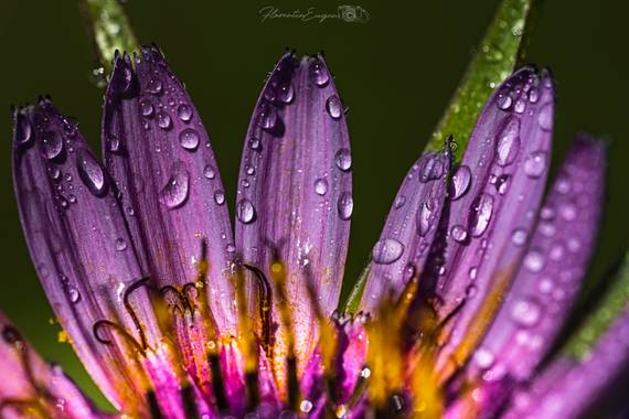 Florentinoeugenio en Hamelin: Flora  (Coslada), #flora21 