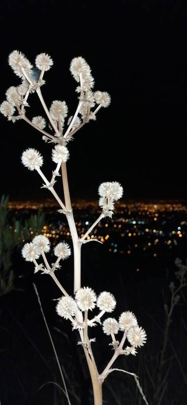 2d.agustin.promo21clase.compu en Hamelin: Flora, Un hermoso paisaje en. Mirador de Bolivia, mostrando las luces que muestra la ciudad de Cochabamba #mirar...