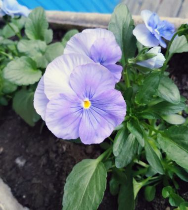 Solerantonio2 en Hamelin: Flora  (Carrer Llevant), Planta