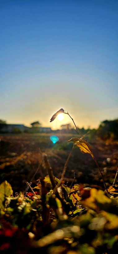 Virgolin en Hamelin: Flora, #rurales #aguas #otros ##naturaleza 