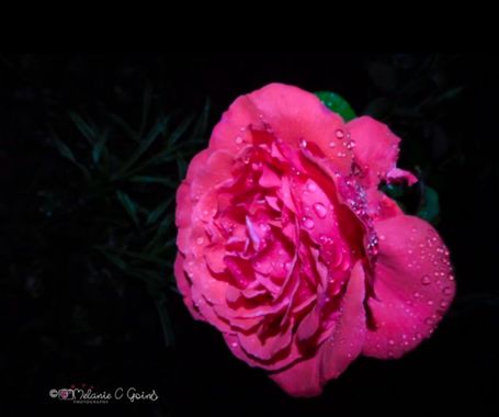 goins.melaniec en Hamelin: Flora  (Roanoke County), A pretty rose after a rain shower.