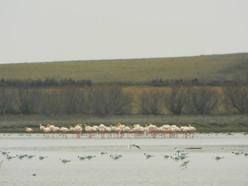 vadrphoto en Hamelin: Fauna  (Campo de Criptana), #aves21 